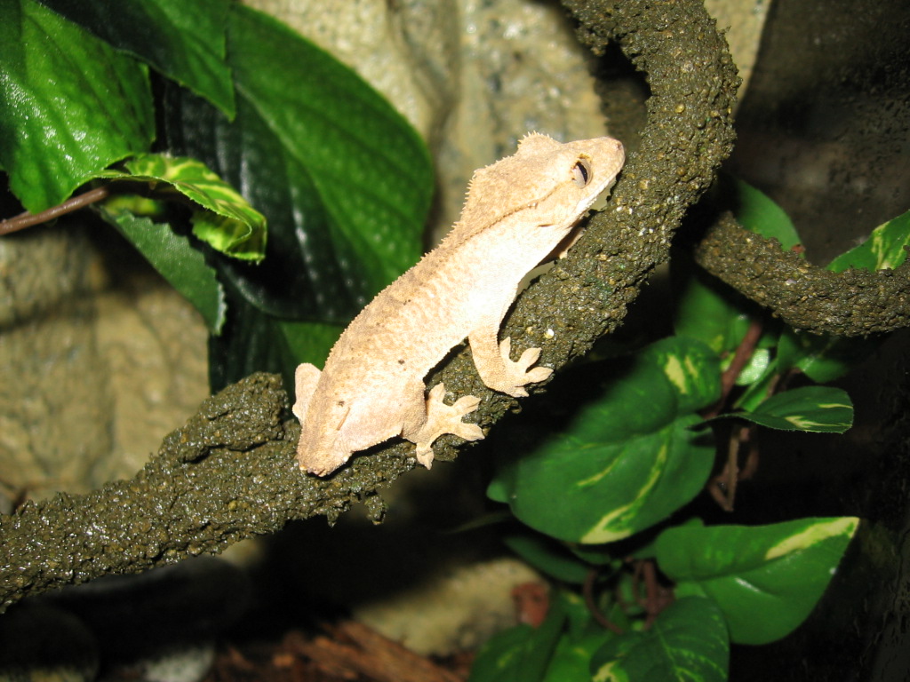 Yoshi the Crested Gecko