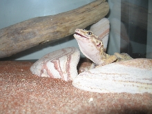 Yawning Geico