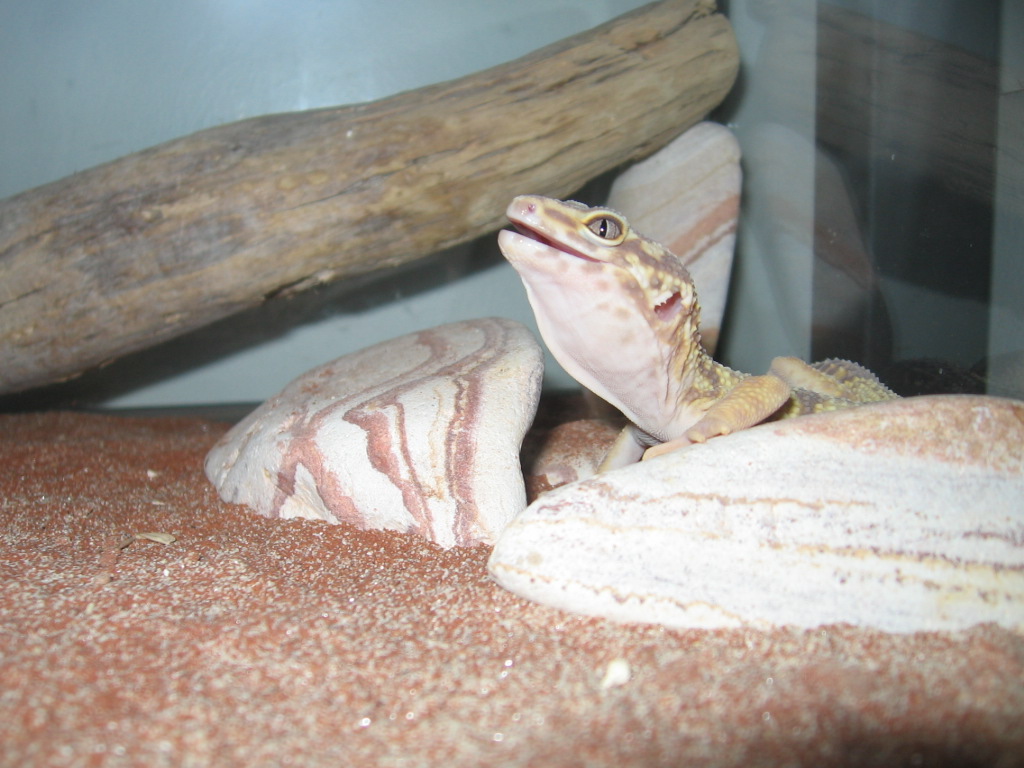 Yawning Geico