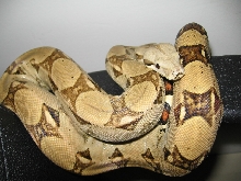 Boa on Chair arm
