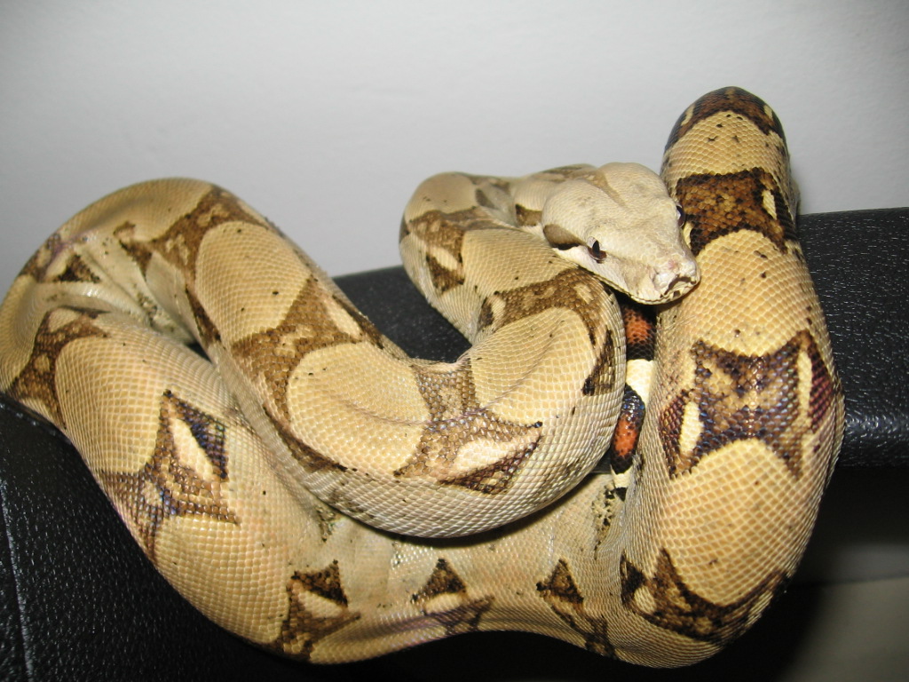 Boa on Chair arm