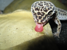 Girl Gecko Drinking