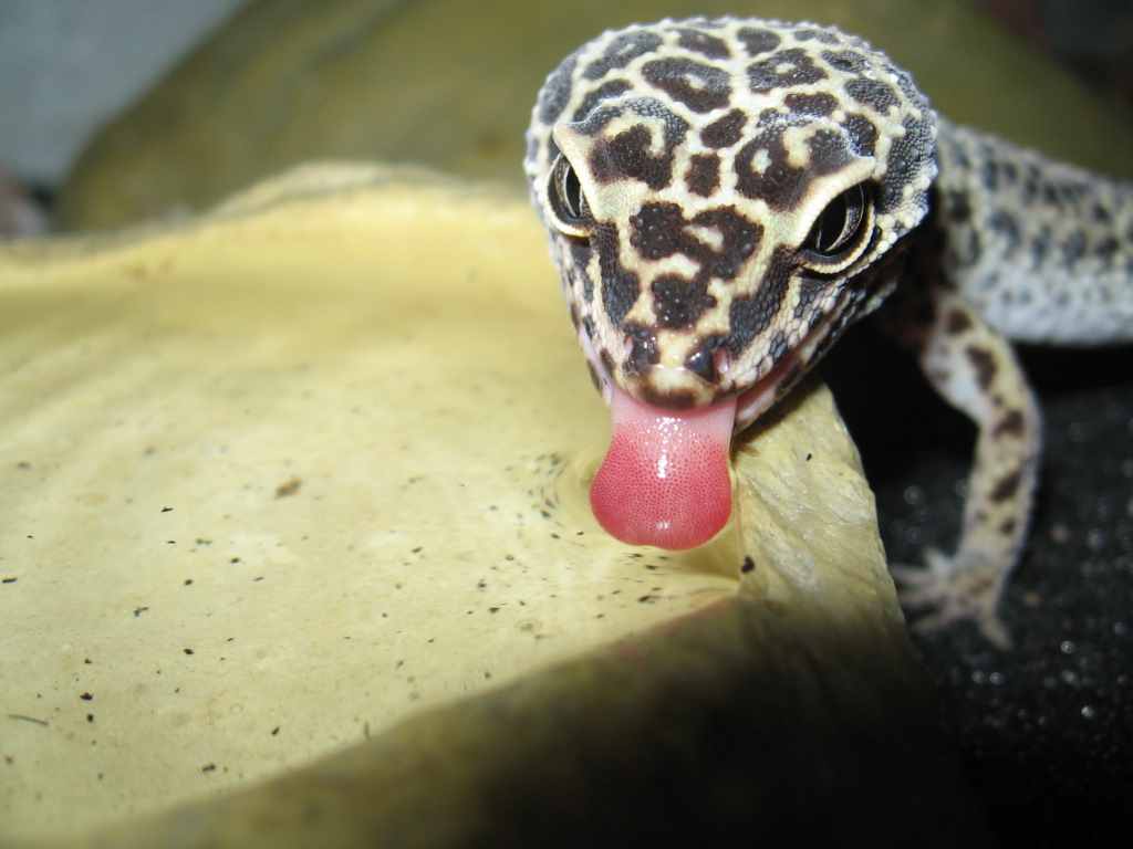 Girl Gecko Drinking