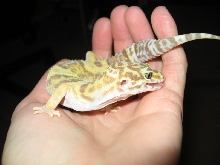 Geico gives me kisses