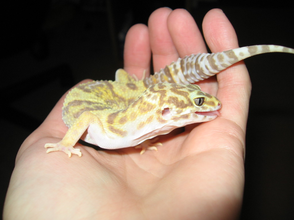 Geico gives me kisses