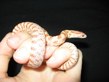 King Midas in my Hand