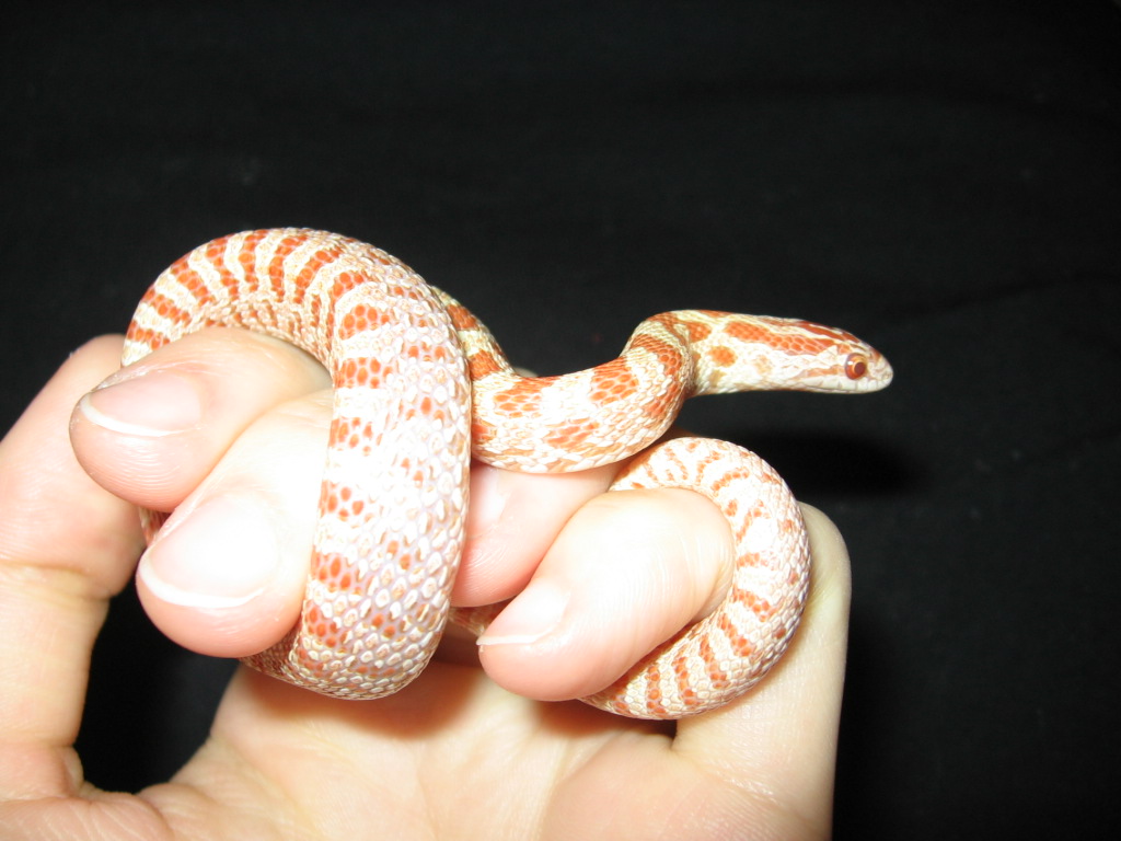 King Midas in my Hand