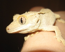 Yoshi upclose