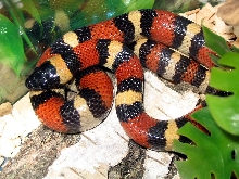 l.t.annulata