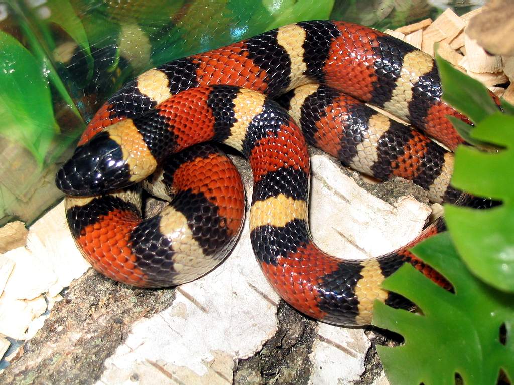 l.t.annulata