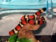 l.t.annulata