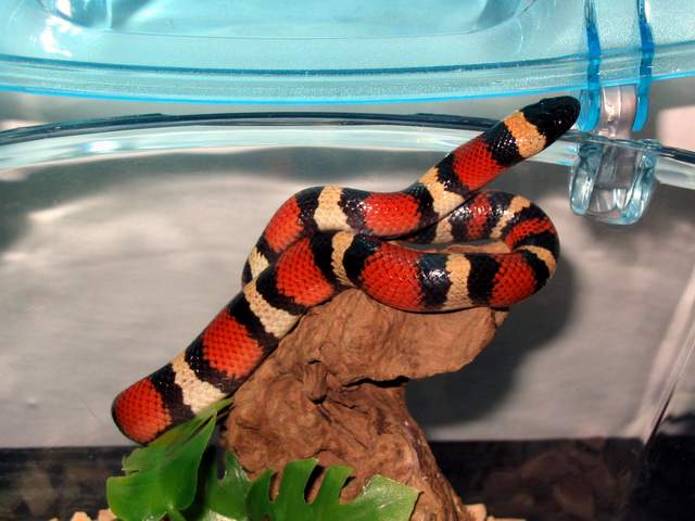 l.t.annulata