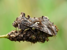 Autographa gamma