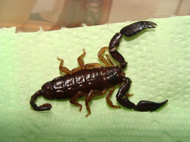 Iomachus politus