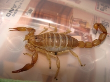 Androctonus amoruexi