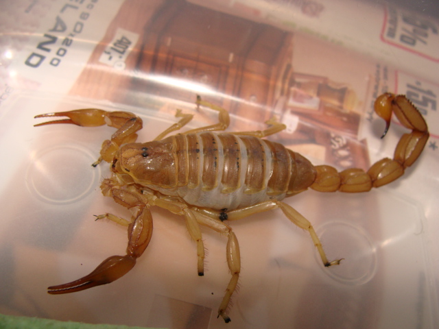 Androctonus amoruexi