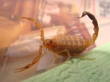 Androctonus australis