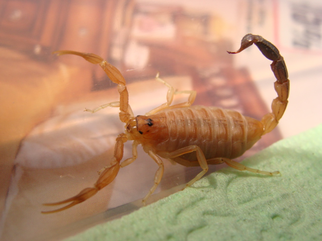 Androctonus australis