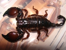 Pandinus cavimanus
