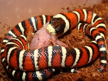 L.p.pyromelana