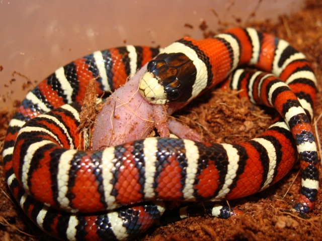 L.p.pyromelana