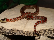 L.p.knoblochi