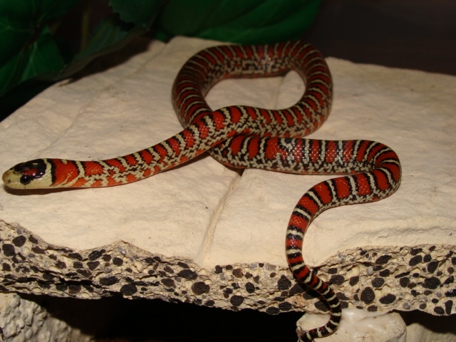L.p.knoblochi