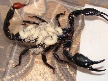 Heterometrus spinifer