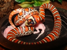 L.p.knoblochi