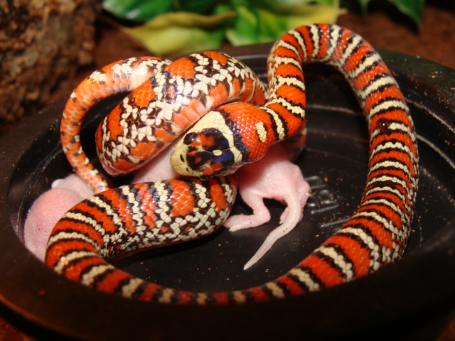 L.p.knoblochi
