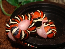 L.p.pyromelana