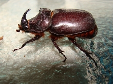 Oryctes nasicornis