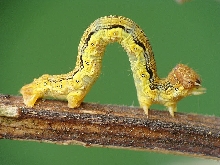 Erannis defoliaria.