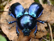 Geotrupes vernalis