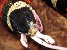 L.t sinaloae