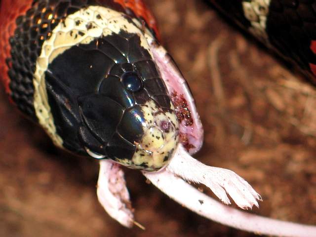 L.t sinaloae