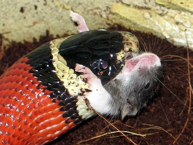 L.t sinaloae
