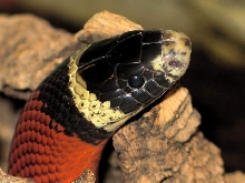l.t.sinaloae