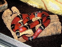 L.t sinaloae