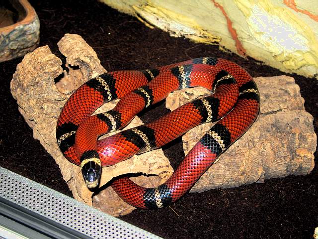 L.t sinaloae