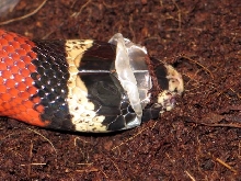 L.t sinaloae