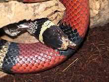 L.t sinaloae