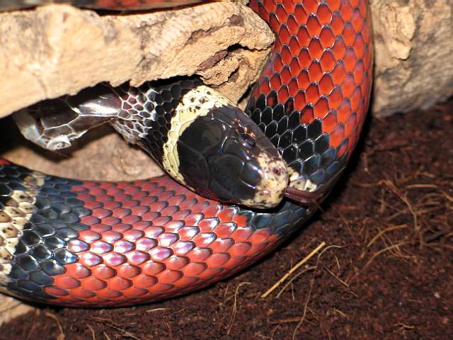 L.t sinaloae