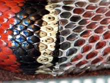 L.t sinaloae