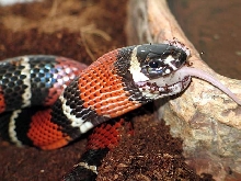 l.t.hondurensis x l.t.sinaloae