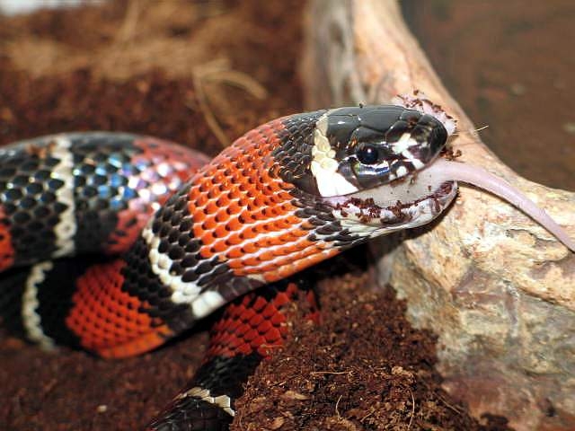 l.t.hondurensis x l.t.sinaloae