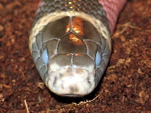 L.t sinaloae