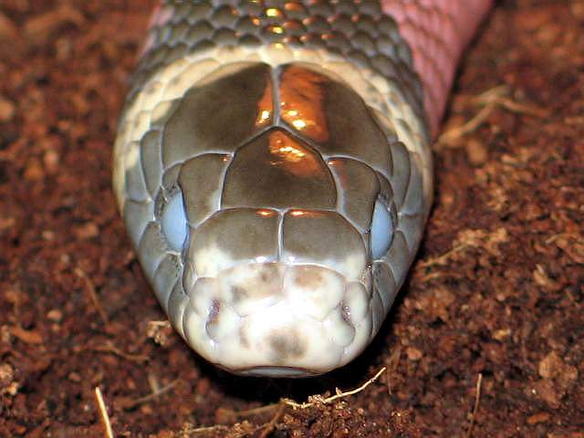 L.t sinaloae
