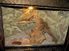 terrarium- pogona