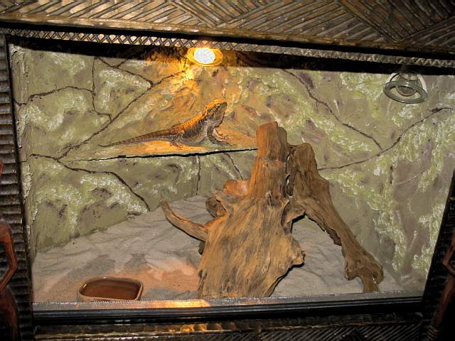terrarium- pogona